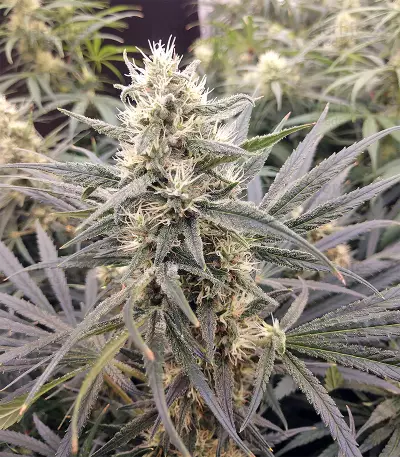 Malawi x Panama Seeds
