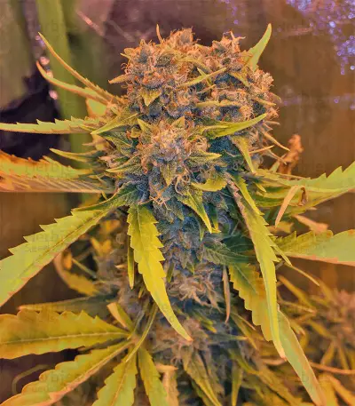 Northern Cheese Haze Auto Seeds