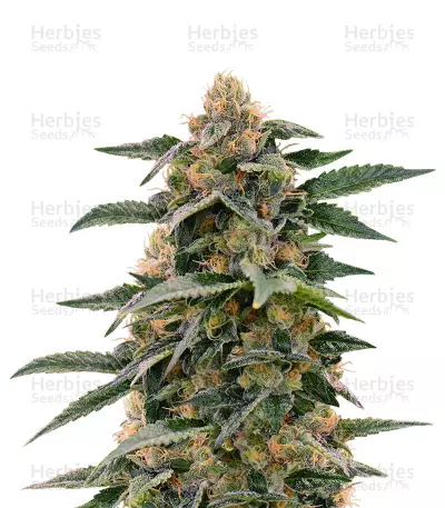 Purple Punch Autoflower (Seedstockers) Cannabis-Samen