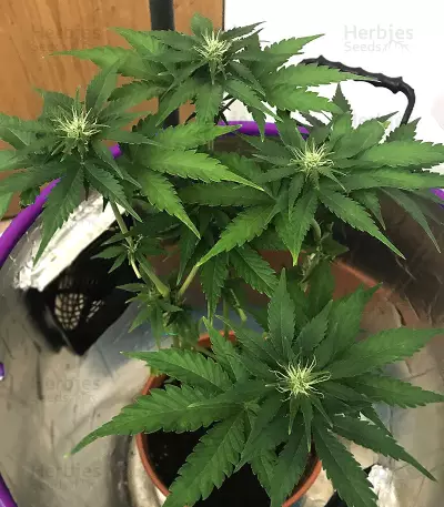 Ruderalis Skunk regular (Sensi Seeds)