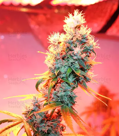 Ruderalis Skunk regular (Sensi Seeds)