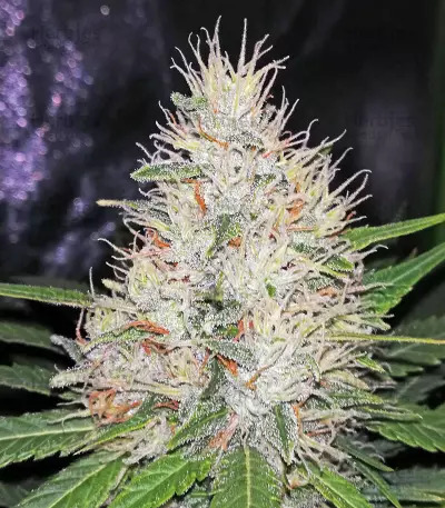 Sideral feminized seeds