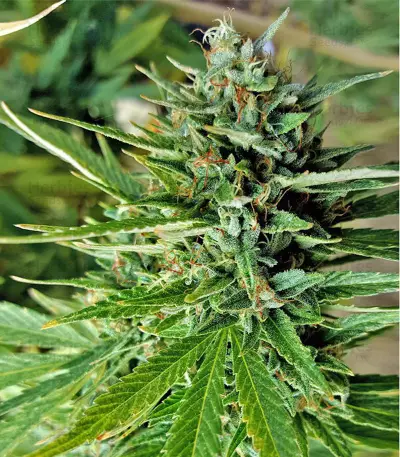Sour Diesel (Reserva Privada)