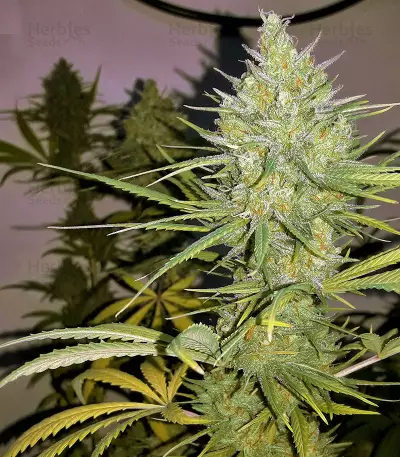 Sweet Cheese XL Auto (Sweet Seeds) Cannabis-Samen