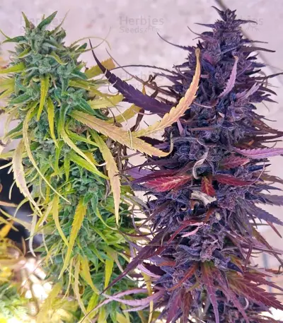 Thai Chi feminized seeds