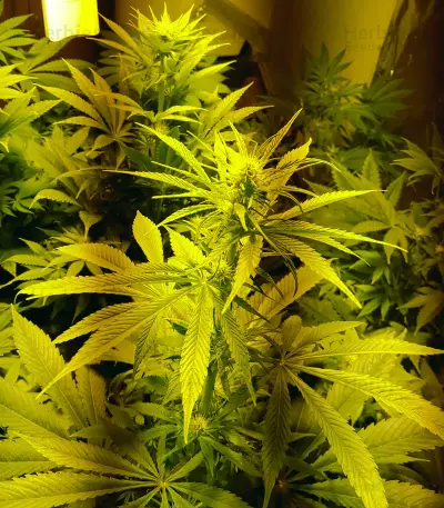 White Kush Feminized Seeds