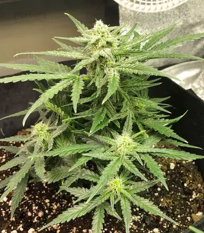 Auto Gelato (Female Seeds)