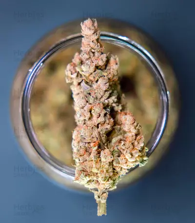 Bay Bueger Early Version (Delicious Seeds)