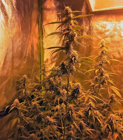 Botafumeiros feminized seeds