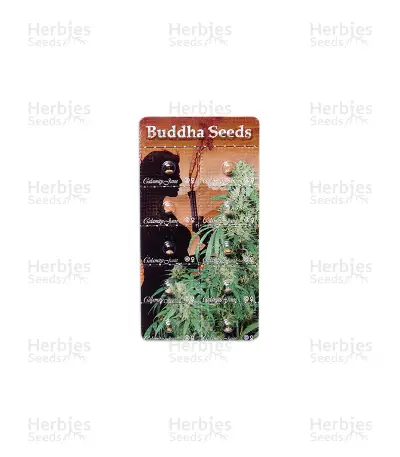 Calamity Jane Auto Seeds