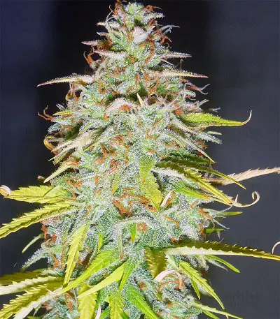 Candy Kush Auto feminized seeds