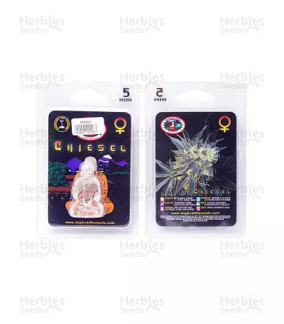Chiesel (Big Buddha Seeds)