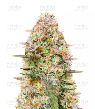 Sementes Feminizadas Gorilla Zkittlez Auto (FastBuds)