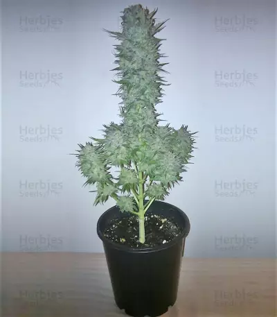 Green Love Potion feminized seeds
