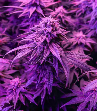 Semi Femminizzati Gummy Skunk Fast Version (EGS)