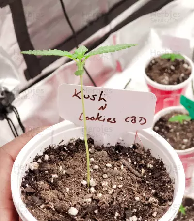 Kush 'N' Cookies CBD (Garden of Green Seeds)