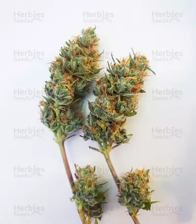 Lord Kush Feminized Seeds (Delicious Seeds)