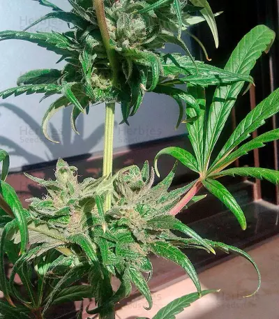 Pure Kush (GHS)