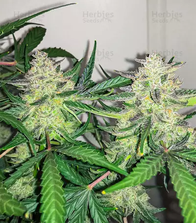 Graines féminisées de Scarlet Skunk Autoflower (EGS)