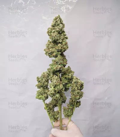 Graines féminisées de Sour Jealousy Auto (Fast Buds)