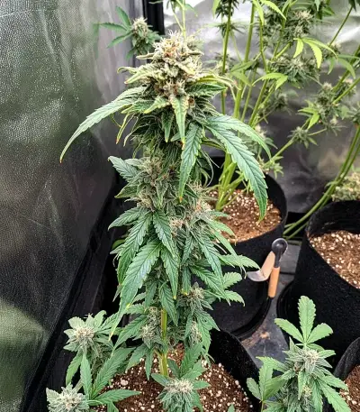AK Triple Haze Auto Seeds