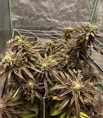 Banana Punch (Barney's Farm)