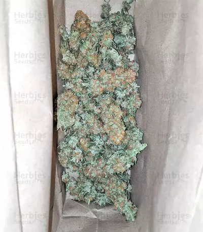 Blackberry Gum Seeds