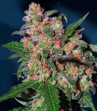 Sementes feminizadas Bruce Banner #3 (Original Sensible Seeds)
