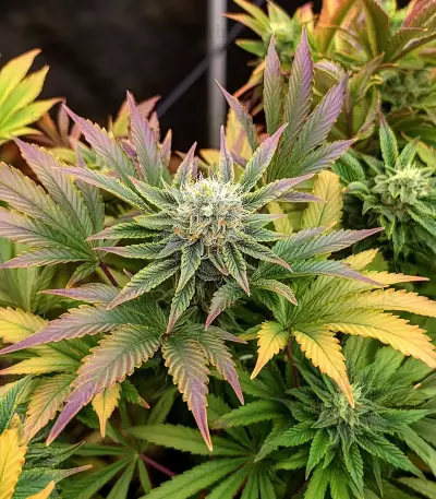Bruce Banner Seeds