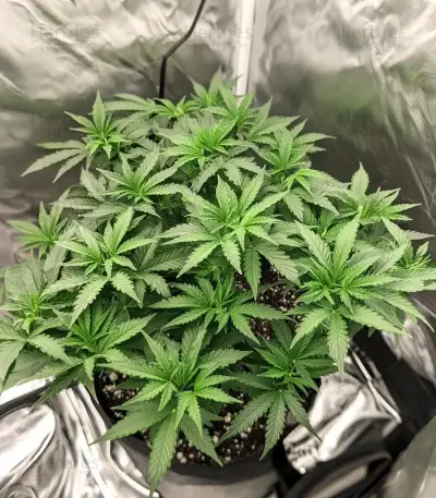 California Orange Cheese Seeds