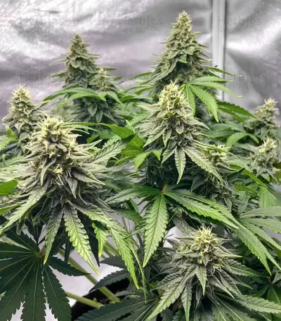 Diesel Seeds