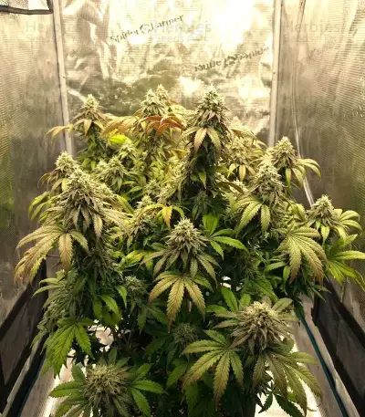 Double Cream feminized seeds