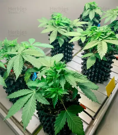 Durban Dew Seeds