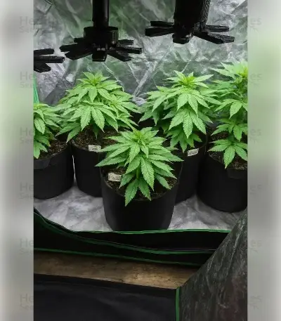 Fat Bastard Seeds
