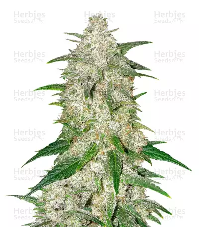 Graines de cannabis Fruity Juice regular (Sensi Seeds)