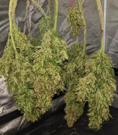 Green Gelato Automatic Seeds (Royal Queen Seeds)