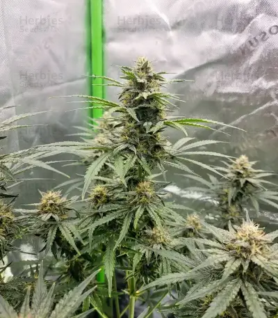 Guava x Gelato 41 Auto Seeds
