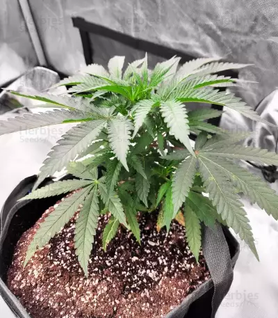 Humboldt Dream Feminized (Humboldt Seeds Company)