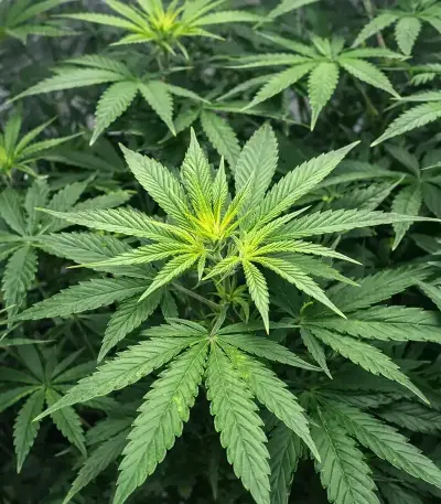 Insane OG Seeds