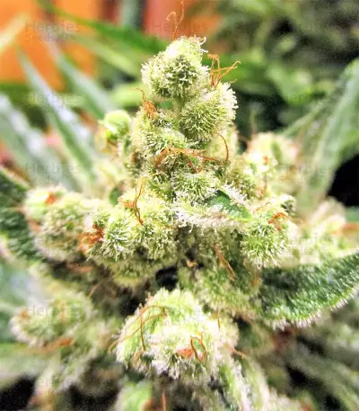 Graines de cannabis Malawi x PCK Regular (Ace Seeds)
