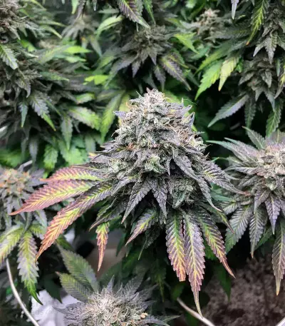 Mimosa EVO Seeds (Barney’s Farm)