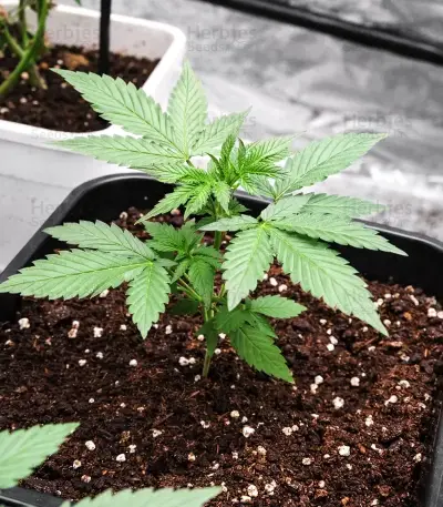 Neville's Rose Auto Seeds