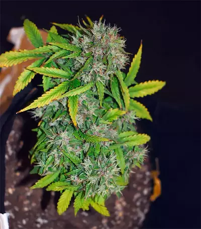 Northern Lights