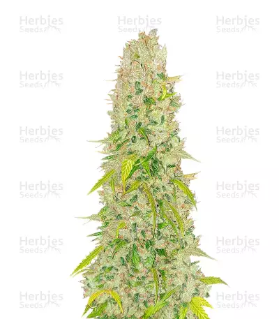 NY Diesel Auto
