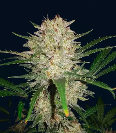 Original Auto Sour Diesel (Fast Buds)