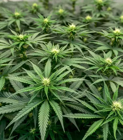 Graines de cannabis Power Bud (Blackskull Seeds)