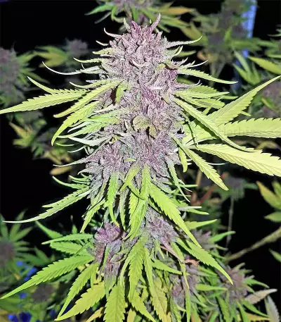 Pure Kush Seeds (Original Sensible Seeds)