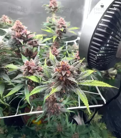 Purple Lemonade Poison Seeds (Seedkeepers)
