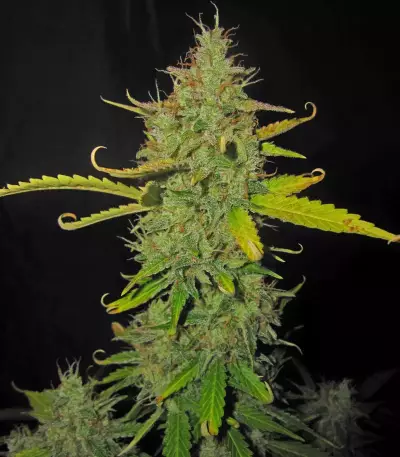 Shiva Blue regular (Xtreme Seeds)