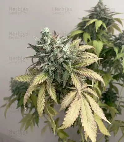 Skunk Seeds